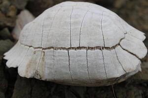 Turtle fossil. Dead and bleached turtle skeleton. photo