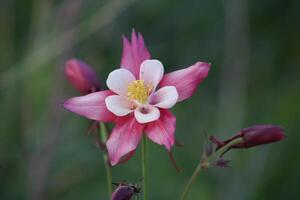 aquilegia coerulea, el Colorado azul aguileña, es un especies de floración planta en el botón de oro familia ranunculáceas, foto