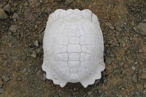 Turtle fossil. Dead and bleached turtle skeleton. photo