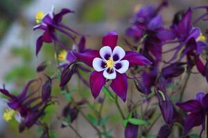 Aquilegia coerulea, the Colorado blue columbine, is a species of flowering plant in the buttercup family Ranunculaceae, photo