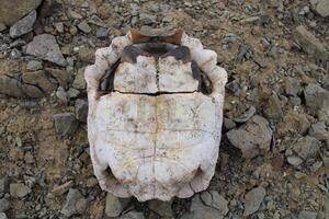 Turtle fossil. Dead and bleached turtle skeleton. photo