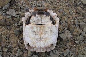 Turtle fossil. Dead and bleached turtle skeleton. photo