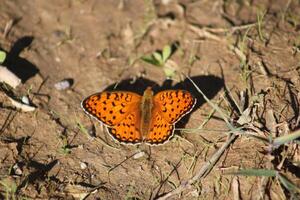 The Niobe fritillary or Fabriciana niobeis a species of butterfly in the family Nymphalidae. photo