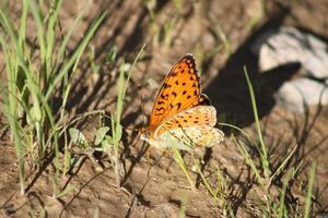 The Niobe fritillary or Fabriciana niobeis a species of butterfly in the family Nymphalidae. photo