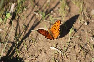 The Niobe fritillary or Fabriciana niobeis a species of butterfly in the family Nymphalidae. photo