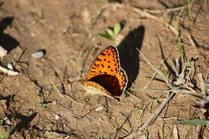 The Niobe fritillary or Fabriciana niobeis a species of butterfly in the family Nymphalidae. photo