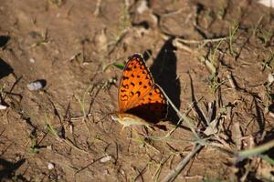 The Niobe fritillary or Fabriciana niobeis a species of butterfly in the family Nymphalidae. photo