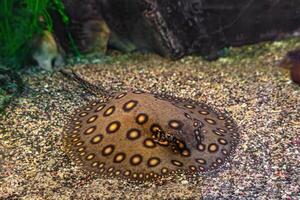 marrón manchado potamotrigon motor, mantarraya motor en un acuario en arenoso fondo foto