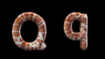 3D animation of a uppercase and lowercase woolen letter Q. Wool in the style of the Giraffe animal. The file contains an Alpha Channel. ProRes4 RGBA video