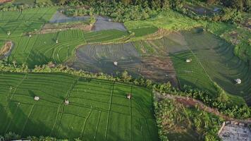 Green rice terrace and agricultural land with crops. farmland with rice fields agricultural crops in countryside Indonesia,Bali, aerial view video