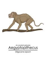 An ancient primate, aegyptopithecus from Oligocene epoch. vector