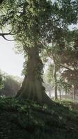 Radiant Embrace, Sun-Fingers Paint Natures Canopy on Majestic Jungle Hill video