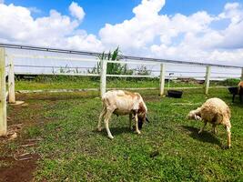 Sheep Farming in the Sirukam Dairy Farm Tourism Village in Solok, Indonesia photo