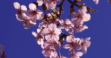 A 2x slow motion of Kawazu cherry blossoms close up video