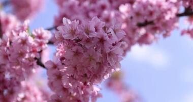 Kawazu cherry blossoms in full bloom at the park closeup video