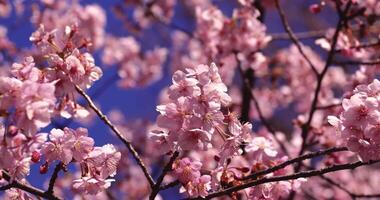 un' 2x lento movimento di kawazu ciliegia fiori vicino su video