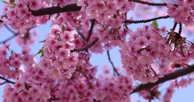 Kawazu cherry blossoms in full bloom at the park closeup video
