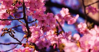 A 4x slow motion of Kawazu cherry blossoms close shot video