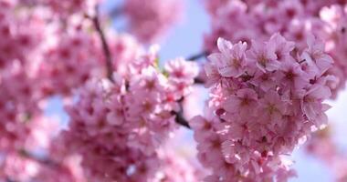 kawazu ciliegia fiori nel pieno fioritura a il parco avvicinamento video