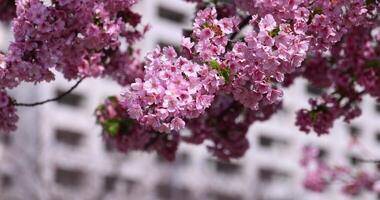 kawazu körsbär blommar i full blomma på de parkera närbild video