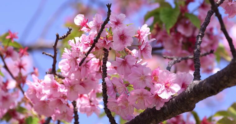Illustration of Japanese spring season with cherry blossom