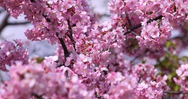 kawazu körsbär blommar i full blomma på de parkera närbild video