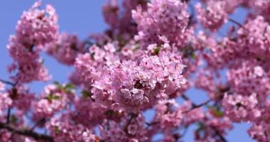 Kawazu Kirsche Blüten im voll blühen beim das Park Nahansicht video