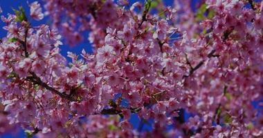 Kawazu cherry blossoms in spring season close shot video