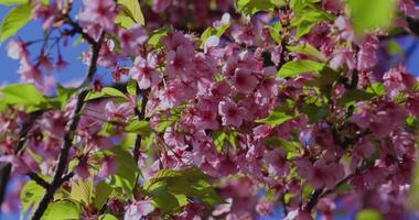 Kawazu Kirsche Blüten im Frühling Jahreszeit schließen Schuss video