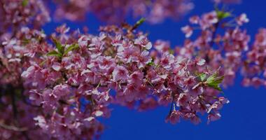 Kawazu Kirsche Blüten im Frühling Jahreszeit schließen Schuss video