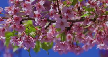 Kawazu cherry blossoms in spring season close shot video