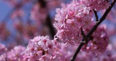 kawazu Cerise fleurs dans plein Floraison à le parc fermer video