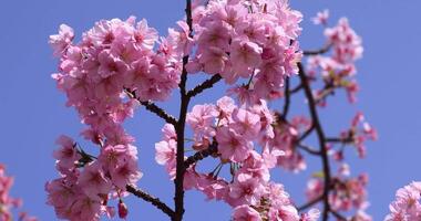 kawazu körsbär blommar i full blomma på de parkera närbild video