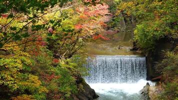 Visão do colorida outono folhagem com a fluxo do água corrente às naruko dentro Miyaki prefeitura, Japão video