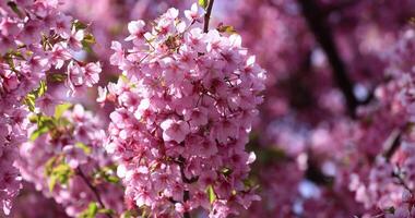 Kawazu cherry blossoms in full bloom at the park closeup video