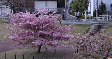 Kawazu Kirsche Blüten im voll blühen beim das Park lange Schuss video