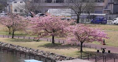 Kawazu Kirsche Blüten im voll blühen beim das Park lange Schuss video
