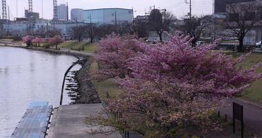 Kawazu cherry blossoms in full bloom at the park long shot video