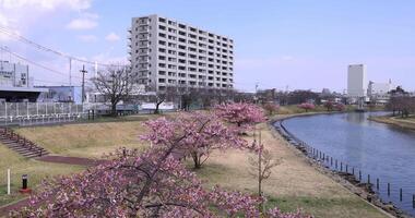 Kawazu Kirsche Blüten im voll blühen beim das Park lange Schuss video