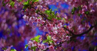 A 2x slow motion of Kawazu cherry blossoms close up handheld video