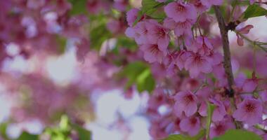 Kawazu cherry blossoms in spring season close up video