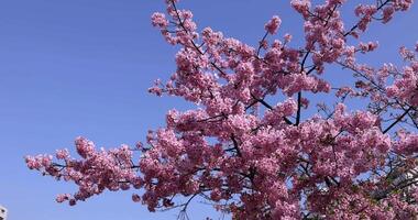 Kawazu Kirsche Blüten im voll blühen beim das Park Handheld video