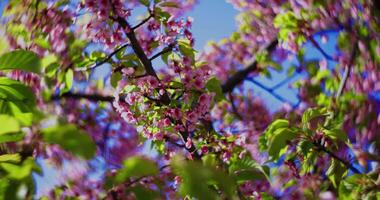 en 2x långsam rörelse av kawazu körsbär blommar stänga upp handhållen video