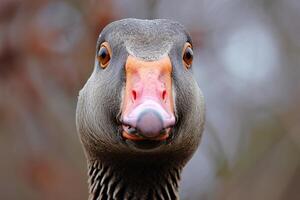 ai generado agresivo enojado ganso de cerca. generar ai foto