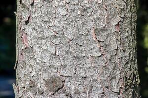 Texture of the trunk bark of Scots spruce Picea abies. Nature skin background. photo