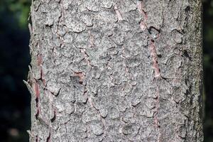 Texture of the trunk bark of Scots spruce Picea abies. Nature skin background. photo