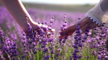 een jong vrouw voorzichtig liefkozingen lavendel struiken met haar hand- in een boho stijl armband. lavendelgeur bloeiend velden van mooi Purper bloemen en bokeh. detailopname. selectief focus. langzaam beweging video