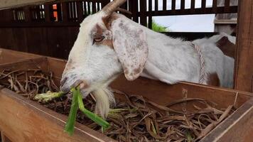 A goat is eating food from its cage at a farm video