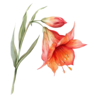 AI generated Musella flower watercolor isolated on transparent background png