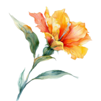 AI generated Musella flower watercolor isolated on transparent background png